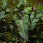 Philodendron erubescens Folha