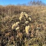 Solidago gigantea Fruit