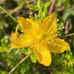 Hypericum balearicum 花