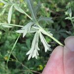 Potentilla argenteaLeht