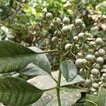 Pavetta bidentata Fruit