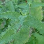 Scrophularia scorodonia Bark