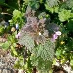 Lamium hybridum Blad