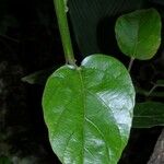 Omphalea diandra Leaf