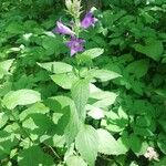 Campanula latifolia Habitus