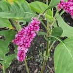 Persicaria orientalisÇiçek