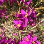 Centaurium erythraea Çiçek