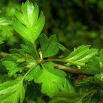 Crataegus rhipidophylla Folha