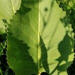 Silphium terebinthinaceum Leaf