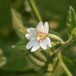 Epilobium roseum Blüte