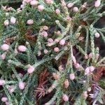 Juniperus virginiana ഇല