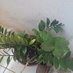 Zamioculcas zamiifolia Blatt