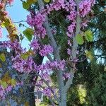 Cercis siliquastrumÇiçek