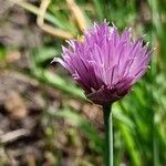 Allium schoenoprasum Цветок