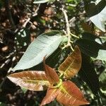 Ficus ingens Leaf