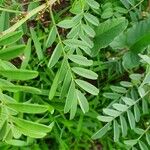 Indigofera arrecta Leaf