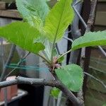 Malus domestica Leaf