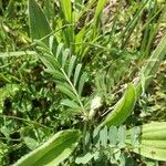 Vicia monantha Leaf