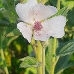 Althaea officinalisKwiat