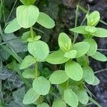 Hypericum tetrapterum Hábito