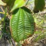 Miconia crenata Leaf