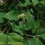 Thalictrum macrocarpum その他の提案