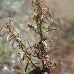 Ammannia auriculata Агульны выгляд