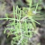 Scabiosa canescens Fuelha