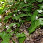 Maianthemum bifolium Облик