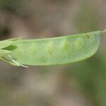 Lathyrus aphaca Vaisius