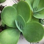 Kalanchoe tetraphylla 葉