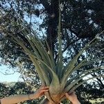 Tillandsia utriculata Лист