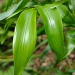 Geitonoplesium cymosum Hoja