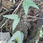 Passiflora capsularis Лист