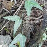 Passiflora capsularis Leaf