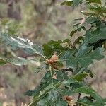 Quercus garryana Leaf