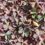 Oxalis exilis पत्ता