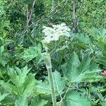 Heracleum lanatum Квітка