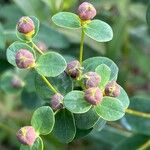 Euphorbia illirica برگ