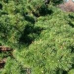 Pinus mugo 整株植物