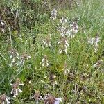 Salvia lyrata Habit