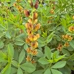 Baptisia sphaerocarpa Levél