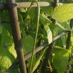 Vigna unguiculata Плод