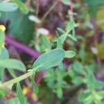 Hypericum perforatum Leaf