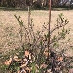 Prunus pumila Агульны выгляд