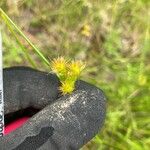 Juncus torreyi Fruto