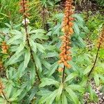 Digitalis canariensis Habit