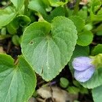 Viola suavis Leaf