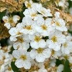 Spiraea × vanhouttei Õis