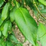 Anthurium scandens Hoja